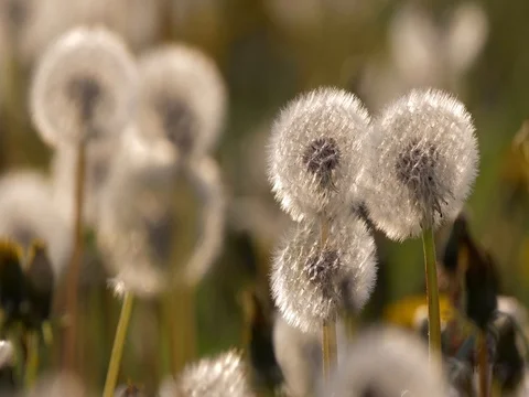 Dandelion blowing Video stock 81195535