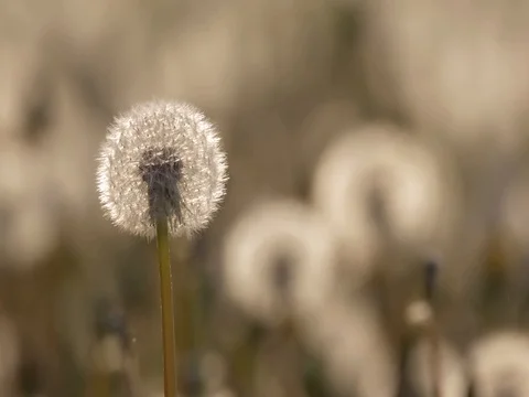 Dandelion blowing Stock-Footage 81195546