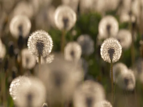 Dandelion blowing 動画素材 81195558