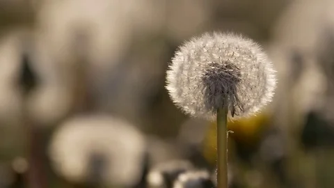 Dandelion blowing Stock Footage 81196428