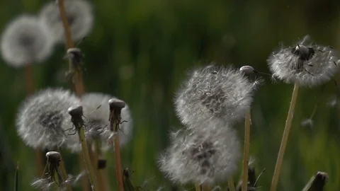 Dandelion blowing Stock Footage 107017174