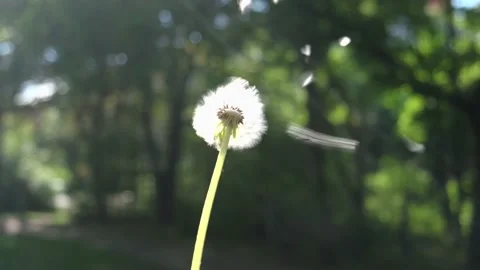 Dandelion blowing Stock Footage 131010462