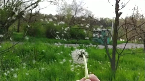 Dandelion Blowing Stock Footage 155281899