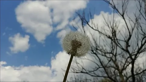 Dandelion Blowing Stock Footage 155281901