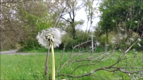 Dandelion Blowing Stock Footage 155281902