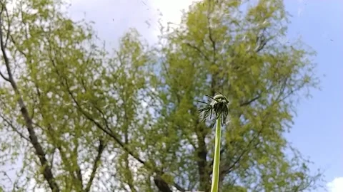 Dandelion Blowing Stock Footage 155281906