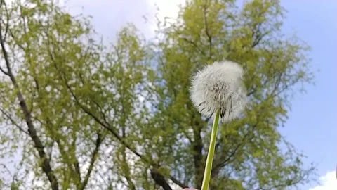 Dandelion Blowing Video stock 155281912