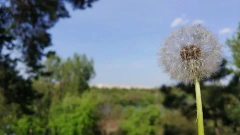 Dandelion Blowing Stock Footage 155281926