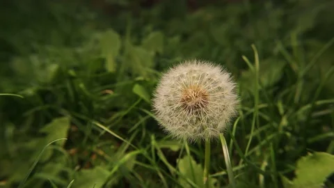 Dandelion blowing on green grass background. Dandelion blossom gets blown away Stock Footage 163098982