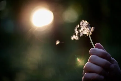 Dandelion blowing Stock Photos
