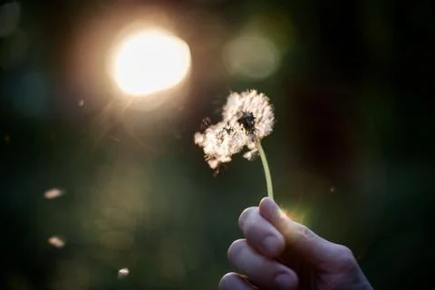 Dandelion blowing Stock Photos