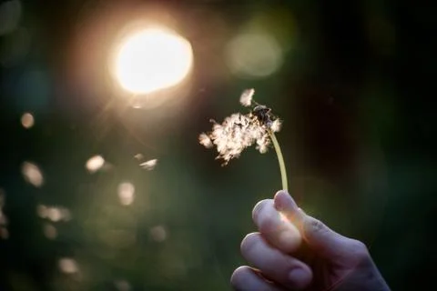 Dandelion blowing Stock Photos