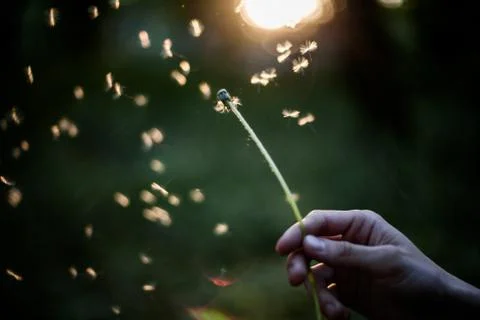 Dandelion blowing Stock Photos