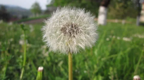 A dandelion blowing seeds in the wind Stock Footage 22979714