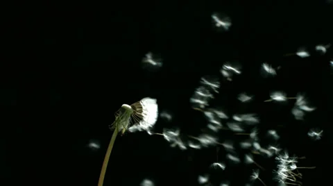 Dandelion blowing, slow motion Stock Footage