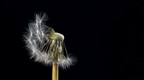 Dandelion blowing slow motion Stock Footage 49737506