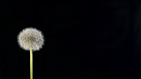 Dandelion blowing slow motion Stockbeeldmateriaal 49737792