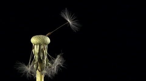 Dandelion blowing slow motion Stock-Footage 49737964
