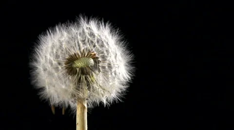 Dandelion blowing slow motion Vídeos de archivo 49738351