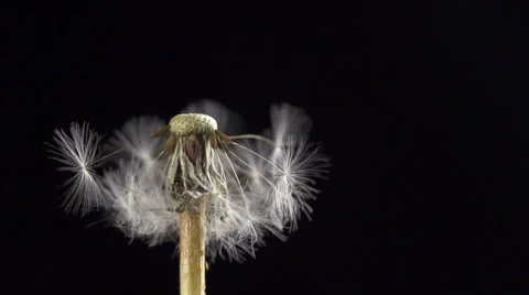 Dandelion blowing slow motion 스톡 동영상 49738639