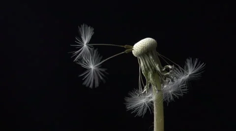 Dandelion blowing slow motion Stock-Footage 49748035