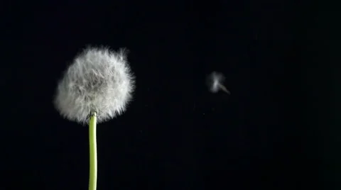 Dandelion blowing slow motion Video stock 49750131