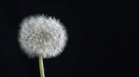 Dandelion blowing slow motion Stock-Footage 49757227