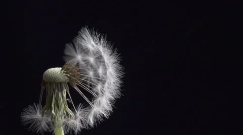 Dandelion blowing slow motion Video stock 49757235