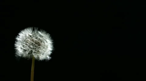 Dandelion blowing, slow motion Stock Footage 61668112