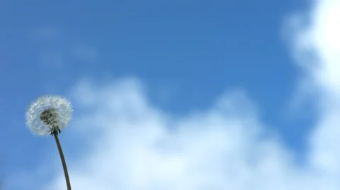 Dandelion blowing, slow motion Stock Footage 61668114