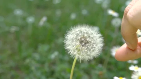 Dandelion blowing, slow motion Stock Footage 90732403
