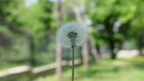 Dandelion blowing, slow motion Stock Footage 90733080