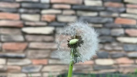 Dandelion Blowing in the Wind Against a Wall Background Stock Footage