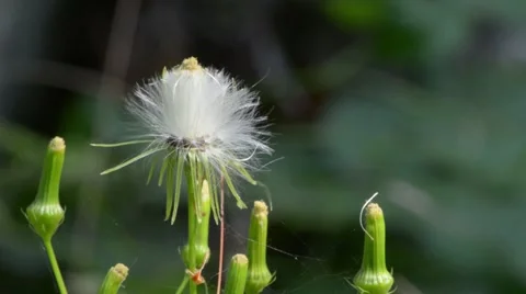 Dandelion Blowing in Wind Close-up Stock Footage 58106017