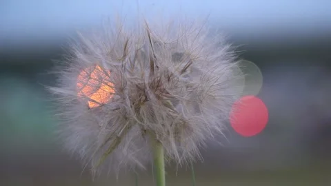 Dandelion blowing in the wind closeup, against the blue sunset sky Stock Footage 132157745