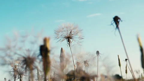 Dandelion Blowing in the Wind Stock Footage 243361977