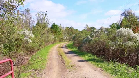 Dandelion blowing in the wind over a dirt road Stock Footage 143165691