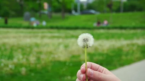 Dandelion blowing in the wind in a park Stock Footage 319806109