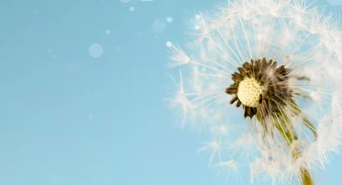 A dandelion blowing in the wind under an electric blue sky Stock Photos