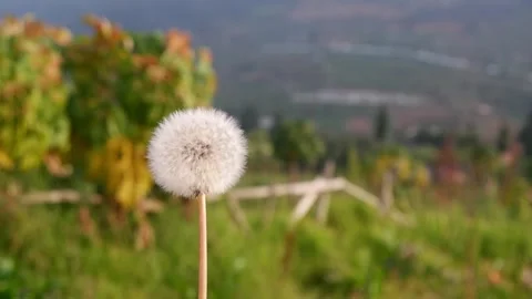 Dandelion blown away Video stock 248614723