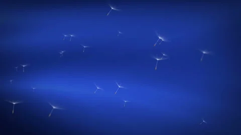 Dandelion Blown Seeds  Flying 3D render Blue background Loop Stock Footage 104983003