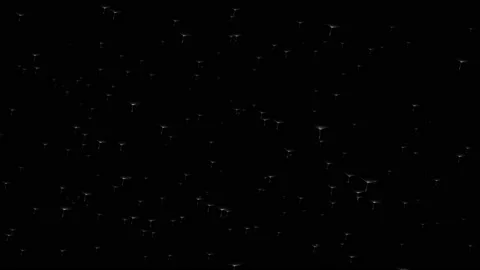 Dandelion Blown Seeds  Flying 3D render transparent background Loop Stock Footage 104983329