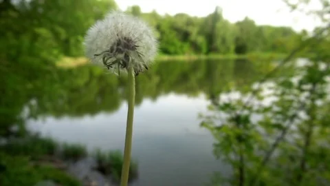 Dandelion blown up in slow motion 120 frames per second. Shot in 4K DCI Video stock 75963671