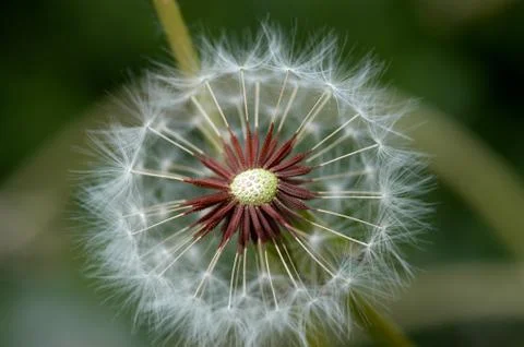 Dandelion blown off some branches Stock Photos