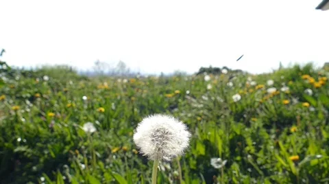 Dandelion Blown On The Wind 1 Stock Footage 50482940