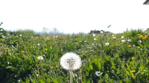 Dandelion Blown On The Wind 2 Stock Footage 50483167