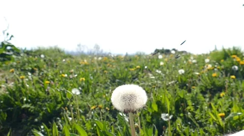 Dandelion Blown On The Wind 3 Stock Footage 50484268