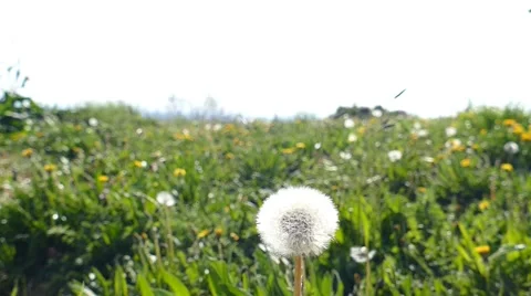 Dandelion Blown On The Wind 4 Stock Footage 50484878