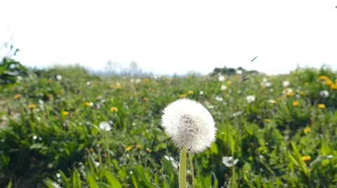 Dandelion Blown On The Wind 5 Stock Footage 50485305