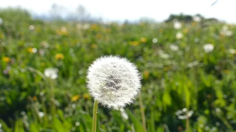 Dandelion Blown On The Wind 6 Stock Footage 50486193